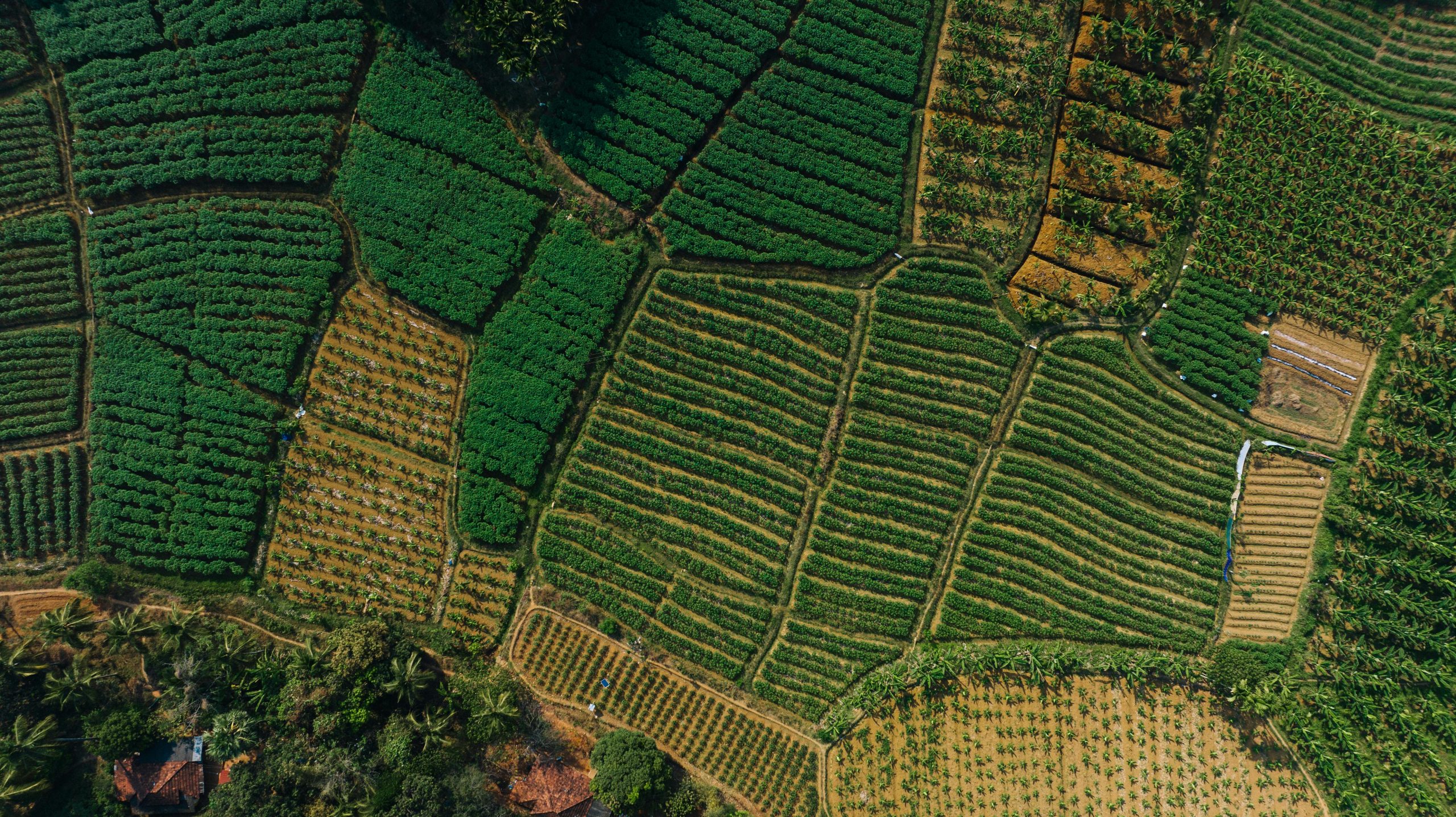 Land grabbing
