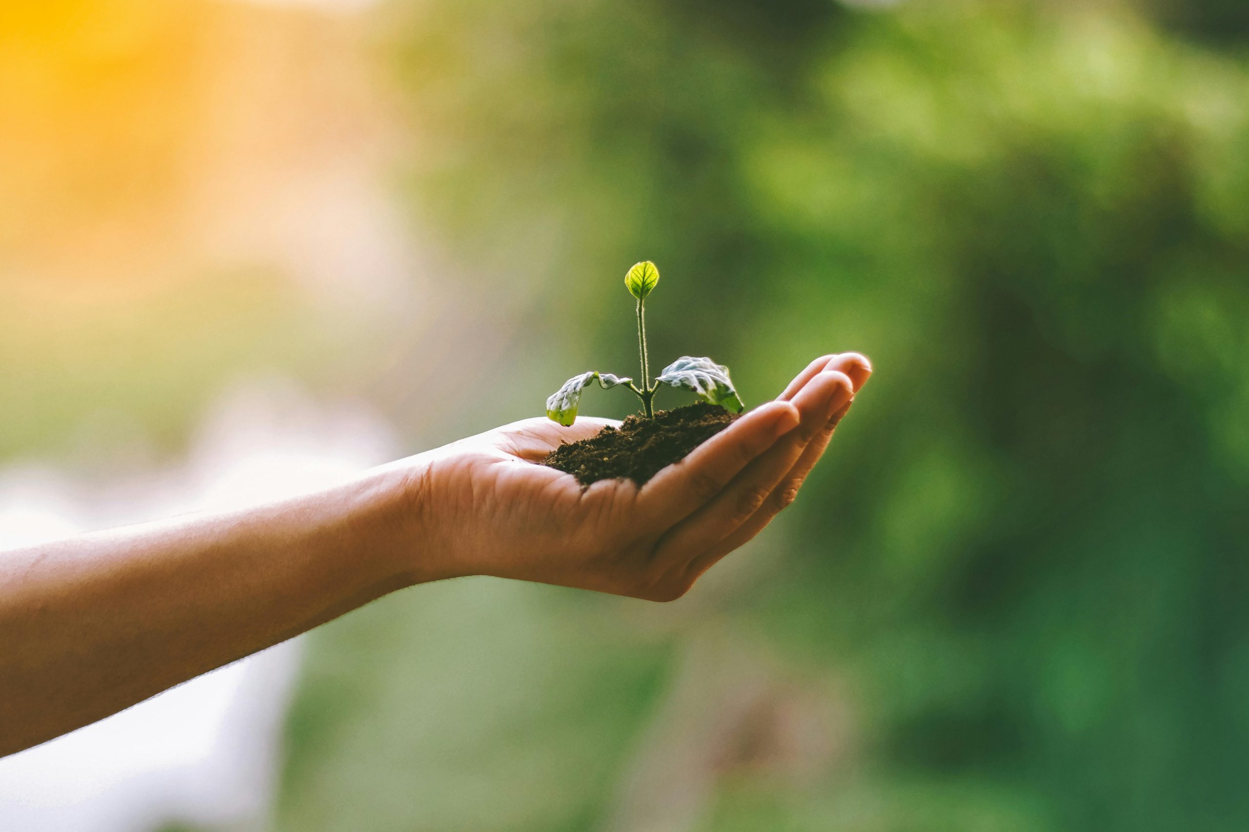 Sempre più bio: come cambiano i consumi