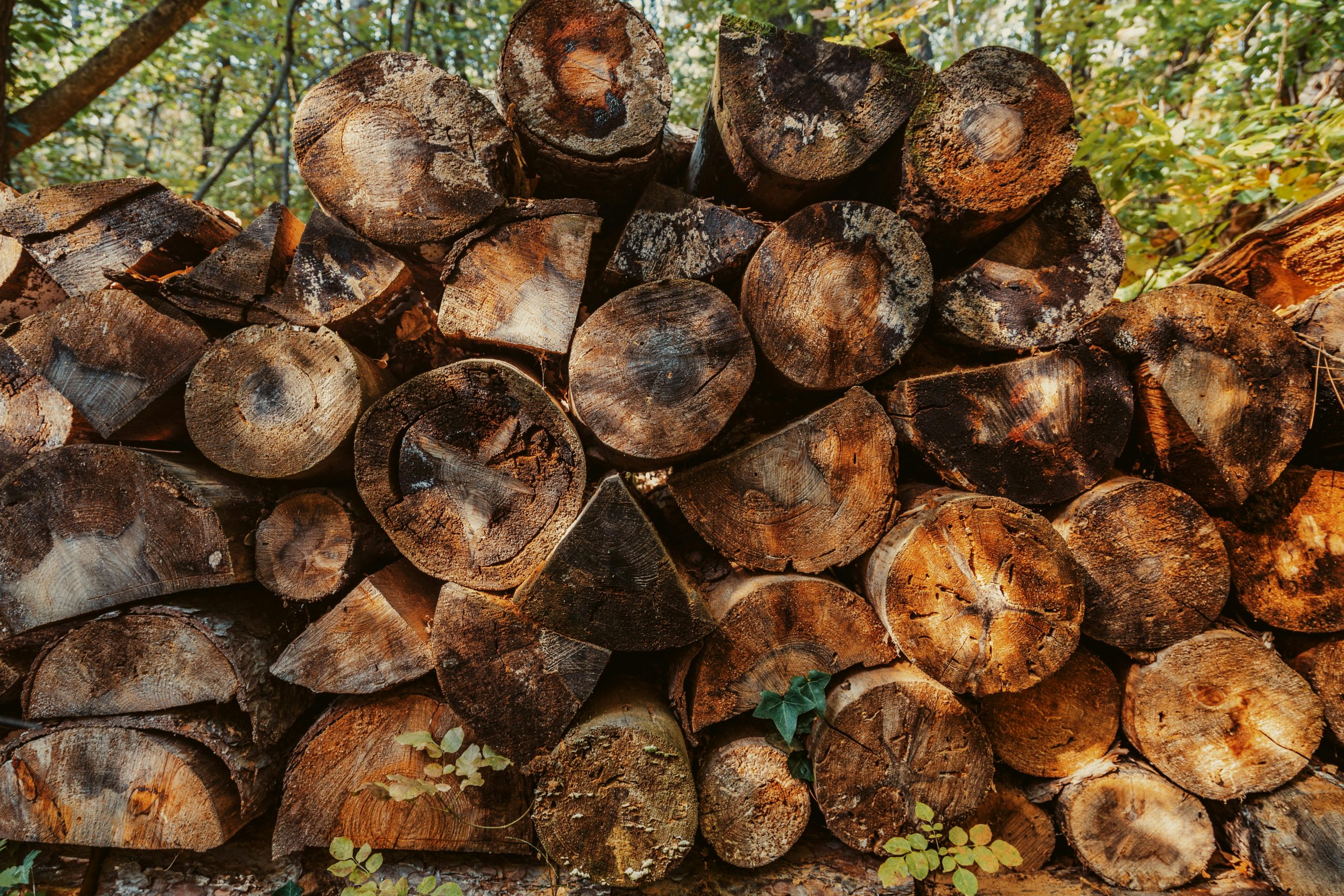 Investire in foreste conviene!