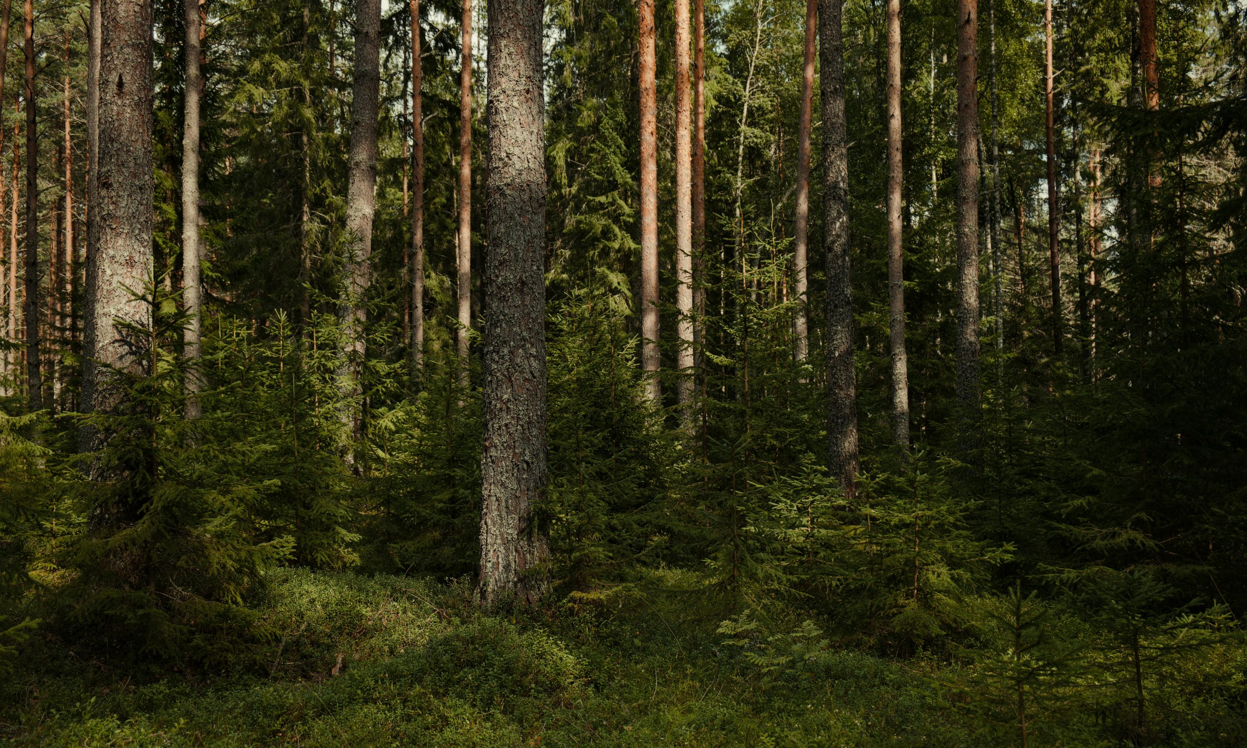EPSON: forestazione a km zero