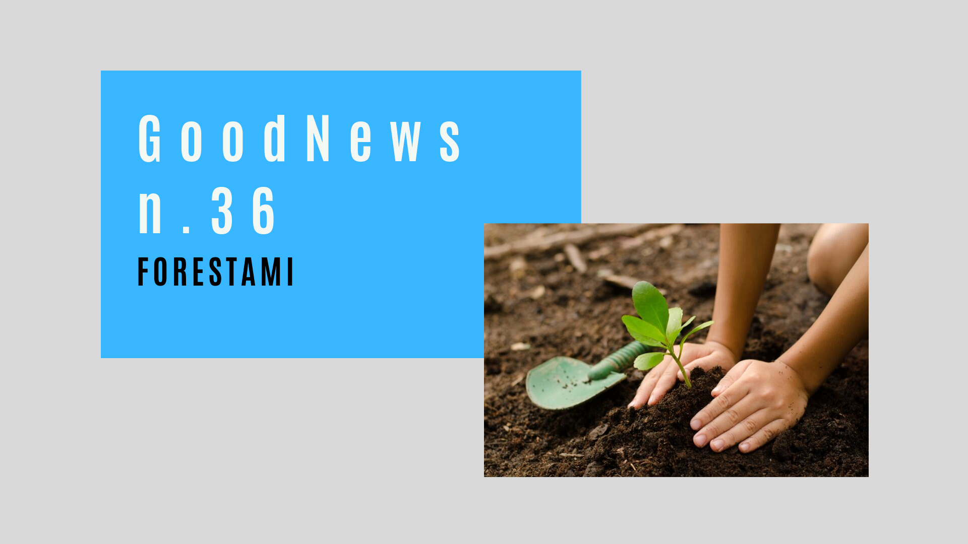 ForestaMI