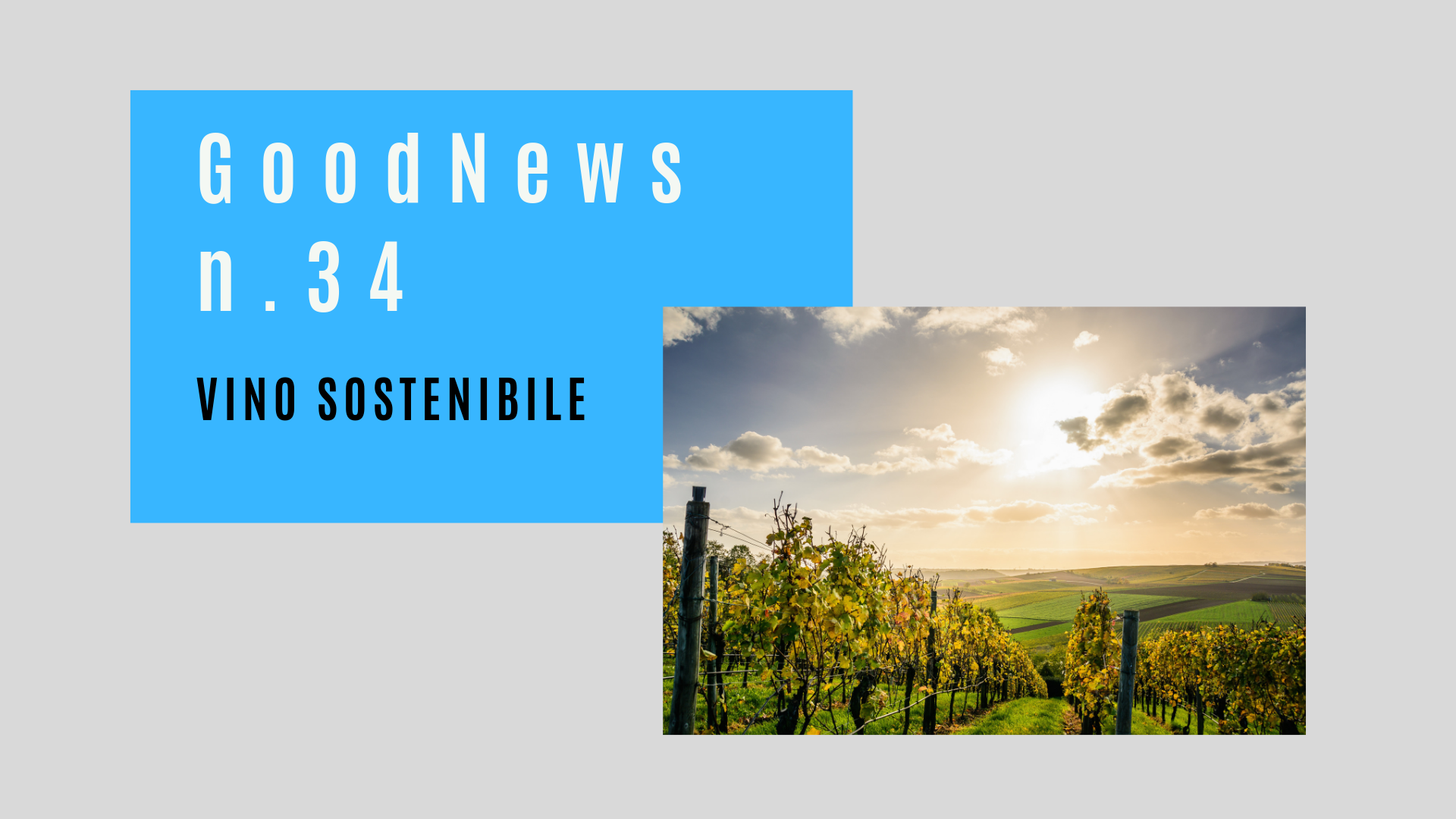 Vino sostenibile